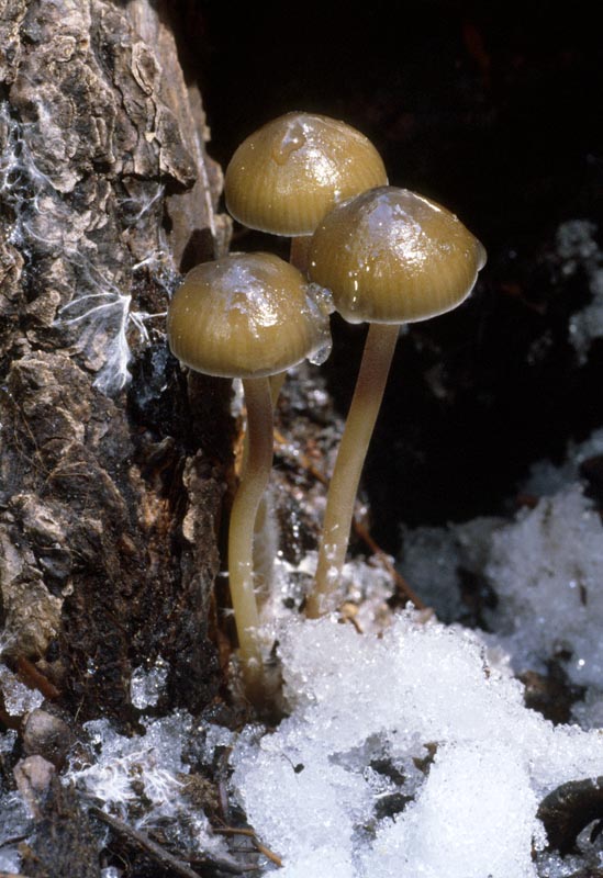 Mycena epipterygia var griseoviridis